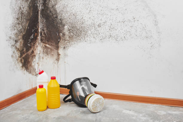 Why You Should Choose Our Mold Remediation Services in Greenlawn, NY